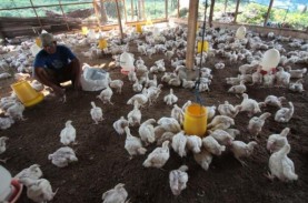 8 Daerah Penghasil Ayam Broiler Tertinggi di Provinsi…
